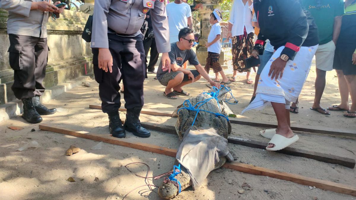 Buaya yang Muncul di Pantai Legian Bali Mati Diduga karena Stres