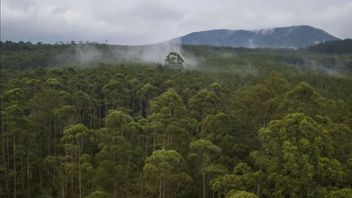 Kemenhut Says Local Wisdom is an Important Aspect of Sustainable Forest Management in Papua