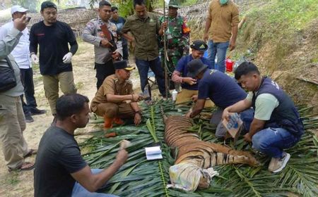 Harimau Masuk Perangkap di Aceh Timur Direlokasi ke Hutan Lindung