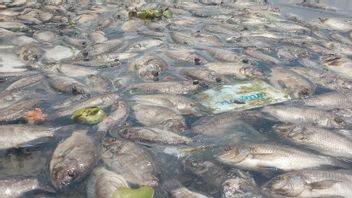 15 طن من الأسماك الميتة في بحيرة Maninjau، يظهر الآن رائحة كريهة لاذع