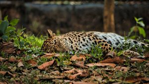 Malaysia Vonis 4 Tahun Penjara Warga Vietnam Koleksi 54 Bagian Tubuh Macan Tutul