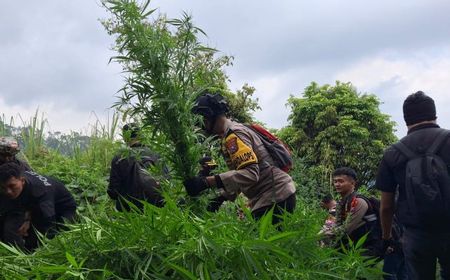 Polres Lumajang Kembali Temukan 10.000 Tanaman Ganja di Lereng Semeru 