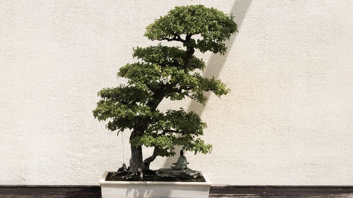 10 jenis tanaman yang populer untuk bonsai