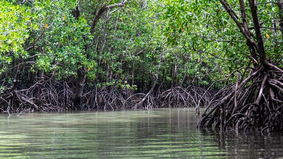 Samsung Partners With Veritree For Blockchain-Based Greening In Madagascar