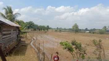 50 Hektare Sawah di Mukomuko Bengkulu Belum Dapat Air Irigasi