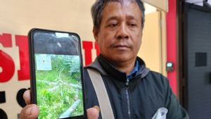  5 Hektare Jeruk Lemon di Waduk Jatibarang Semarang Rusak Akibat Pembalakan Liar, Petani Lapor ke Polisi