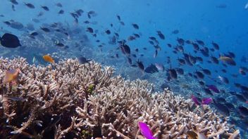 Conservation des réfugiés du Coral grâce au programme Coralestari visant à améliorer le bien-être des communautés environnantes