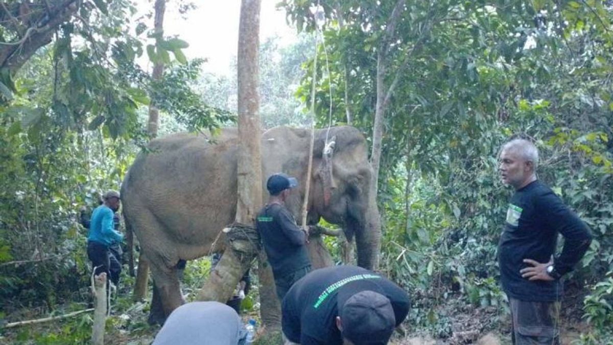 عثر على فيل سومطرة مصابا في شرق آتشيه