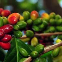 Waiting To Get Bored, This Takes A Long Time For Coffee Trees To Reach Retirement