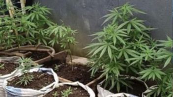 Un résidant de la drogue plante des centaines de têtes de cannabis à la maison