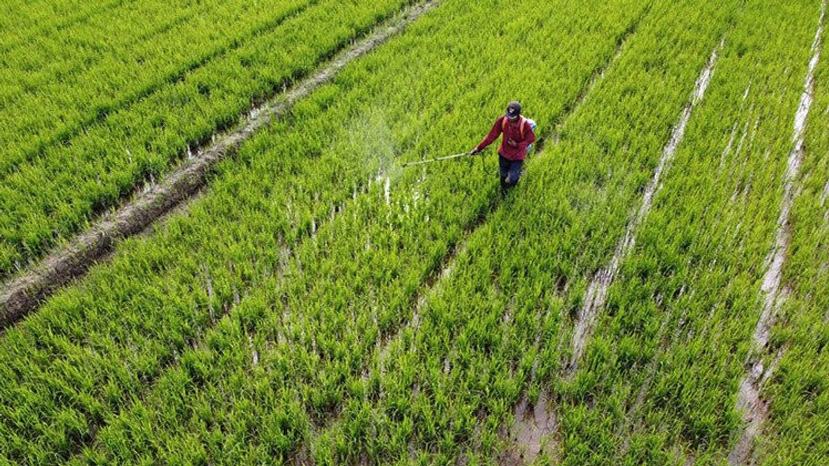 Pakar: Penyuluhan Pemupukan Tingkatkan Produktivitas Pertanian