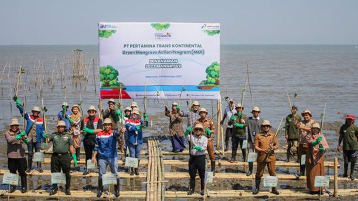 Dukung Ekosistem Karbon Biru, Pertamina Trans Kontinental Gelar 'Green Mangrove Action Program' di Makassar