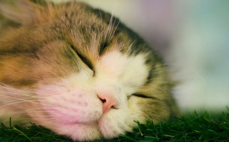 10 Posisi Tidur Kucing dan Artinya yang Perlu Diketahui