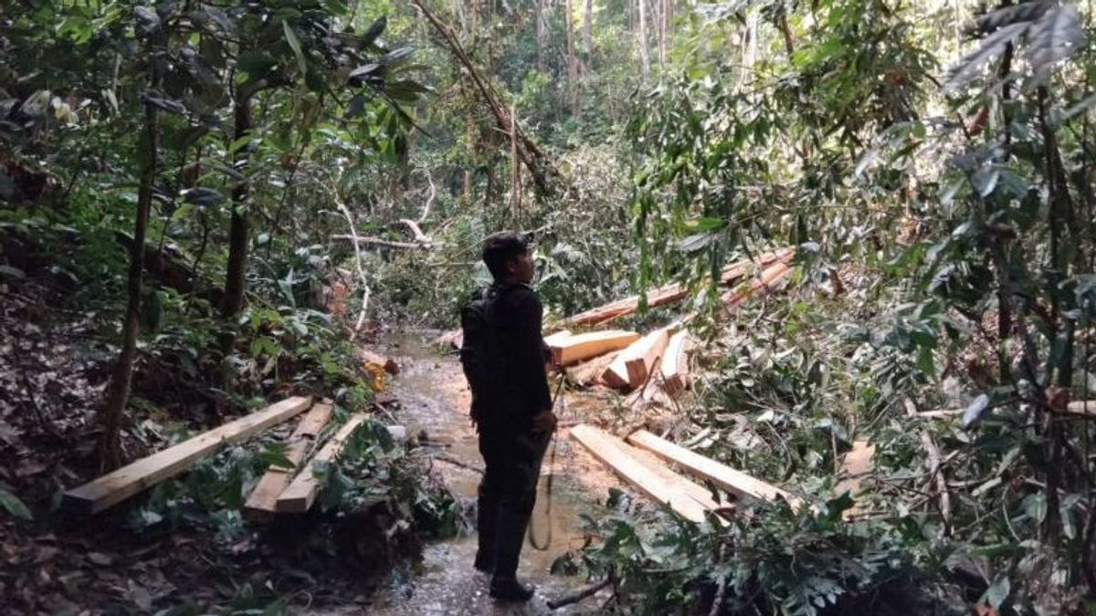 Kemenhut Tangkap Pelaku Pembalakan Liar di Kawasan TN Bukit Tiga Puluh