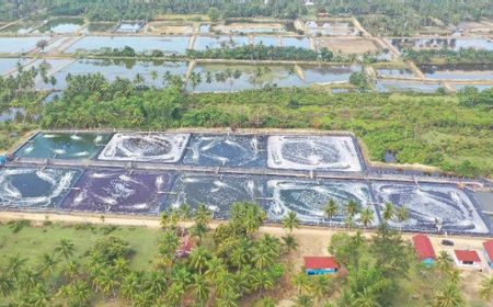 KKP Bantah Shrimp Estate Rusak Ekosistem Mangrove: Kami Manfaatkan Lahan Tak Produktif