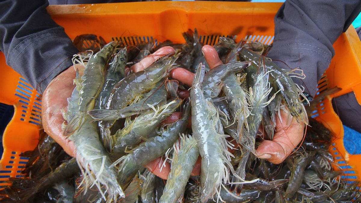 Here's The KKP's Strategy To Face Anti-dumping Allegations Of Shrimp Exports To The US After Jokowi's Report