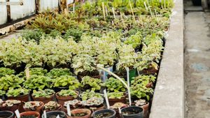 Rahasia Terungkap: Kelompok yang Merupakan Tumbuhan Berbiji dan Mengubah Dunia!