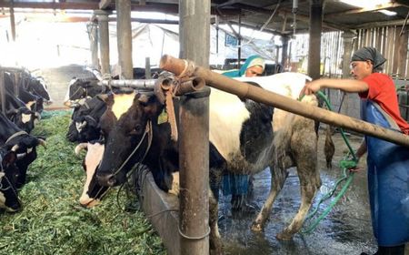 Kementan Jamin Wabah Penyakit Kuku dan Mulut Hewan Ternak Tak Ganggu Pasokan Daging untuk Iduladha