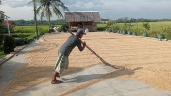 Bulog achète 30 tonnes de blé de rizières touchées par les inondations dans le centre de Java