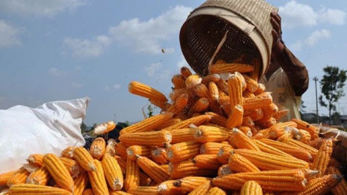 トウモロコシの輸入は350万トンから80万トンに減少、ジョコウィ:農家が支援され、現地生産が増加するため