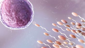 Ilmuwan Temukan Infeksi COVID-19 Dapat Mengubah RNA Sperma dan Pengaruhi Otak Anak