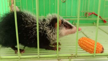 Les Habitants D’Agam West Sumatra Trouvent Des Rats Rares, Observations BKSD