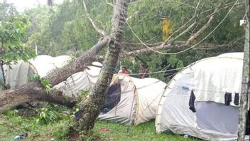 Un arbre déchiré de la tente de volontaires PMI à Kalbar, 1 mort, 2 blessés