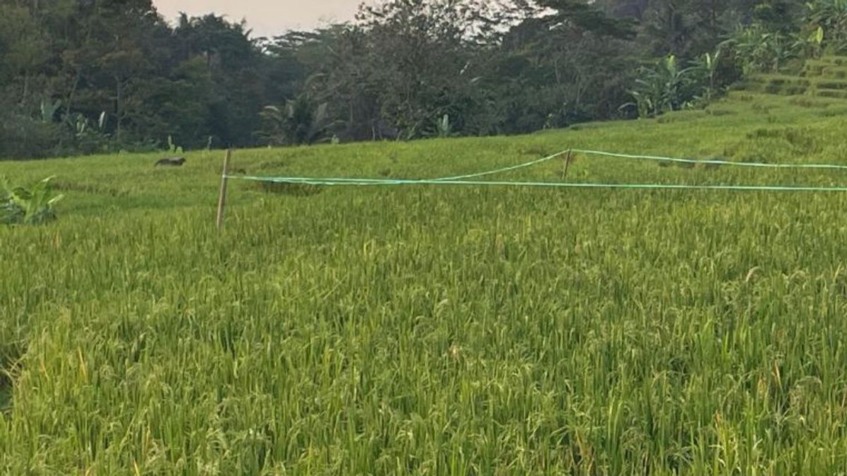 Rice Price Breaks Rp7,500 Per Kg, Food Station Admits Rice HPP Has Exceeded HET 