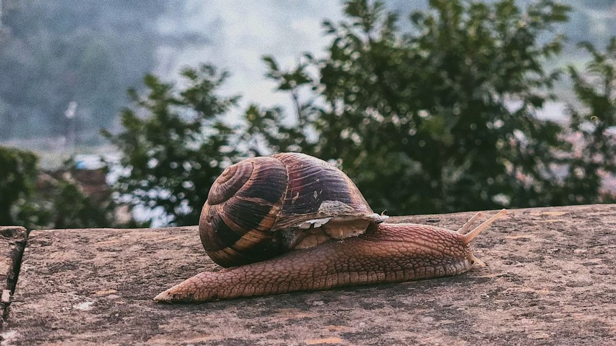 Bringing 90 Giant African Snails, Passengers At Detroit Airport Arrested