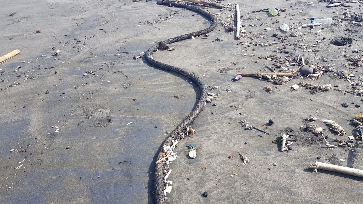 DLHK Checks For Oil Spills On Saba-Purnama Beach, Gianyar