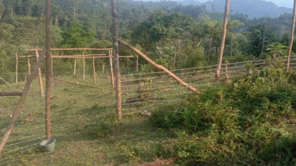 保护牲畜免受老虎攻击,BKSDA在Binjai Sumbar建造公共坎当