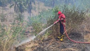 122 Karhutla Terjadi di Lampung Selatan dalam 10 Bulan, Terbanyak di Kecamatan Kalianda