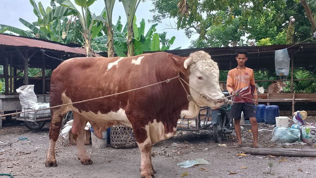 このペカンバルの住民は、彼の牛が犠牲のためにジョコウィによって買われたことに感謝しています
