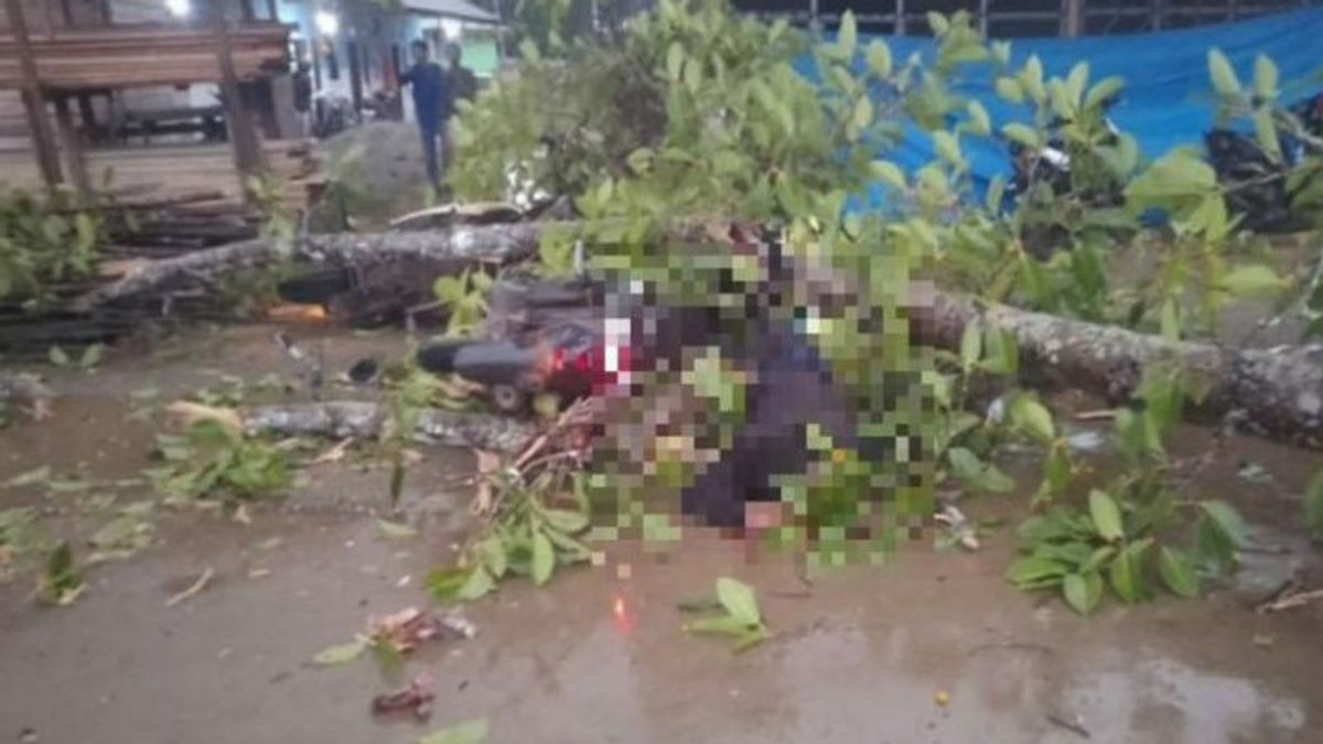摩托车手在穿越惹兰波罗斯普鲁伊科纳维路时被一棵榕树杀死