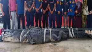 Buaya Raksasa 5,7 Meter di Inhil Masih Dirawat: Luka Parah hingga Belum Mau Makan