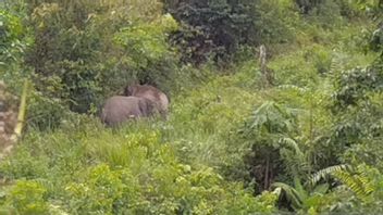 绝望地接近野生大象的照片目的， 廖居民朱奈迪受伤的树干