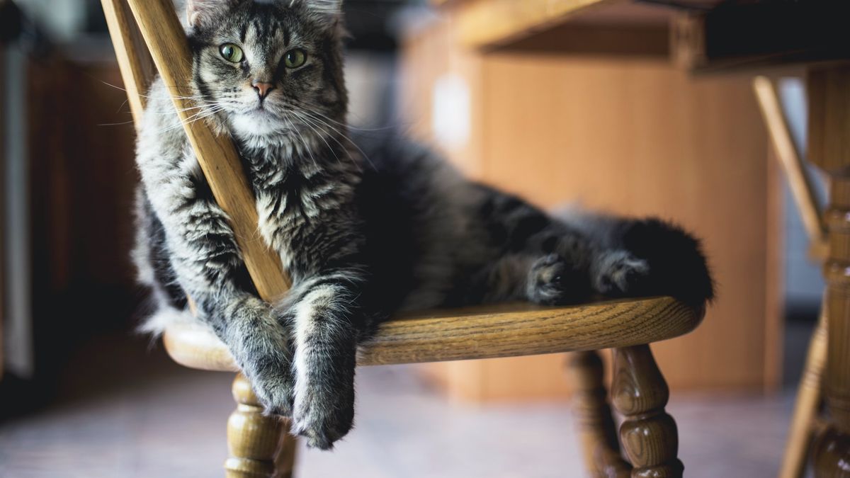 Kenali Perbedaan Scabies dan Jamur pada Kucing, Jangan Biarkan Anabul Menderita