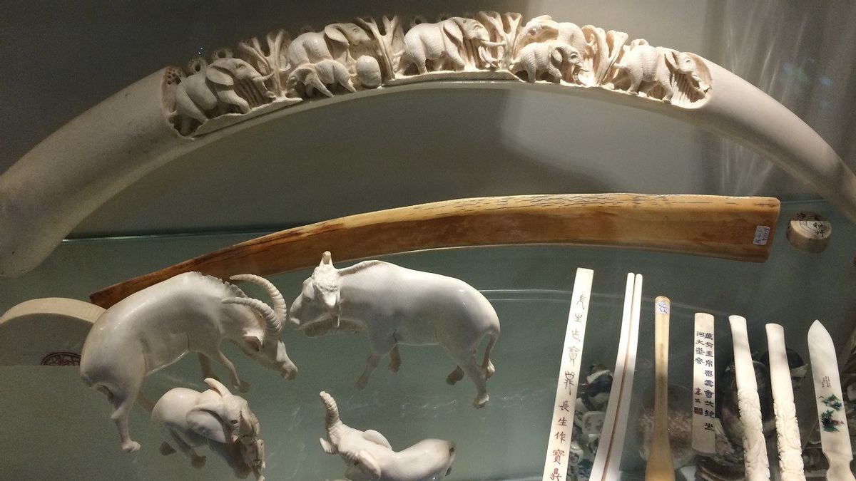 End Of Year, Hong Kong Officially Bans Sales Of Products Made From Elephant Ivory