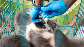 99 إكور القطط والكلاب الأليفة لسكان تاناه أبانغ يتم تطعيمها ضد كديس