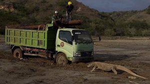Viral Foto Komodo Berhadapan dengan Truk Material di Pulau Rinca NTT, Ini Penjelasan KLHK