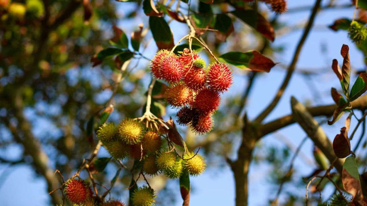 8 Benefits of Rambutan Seeds for Health and How to Safely Consume Them