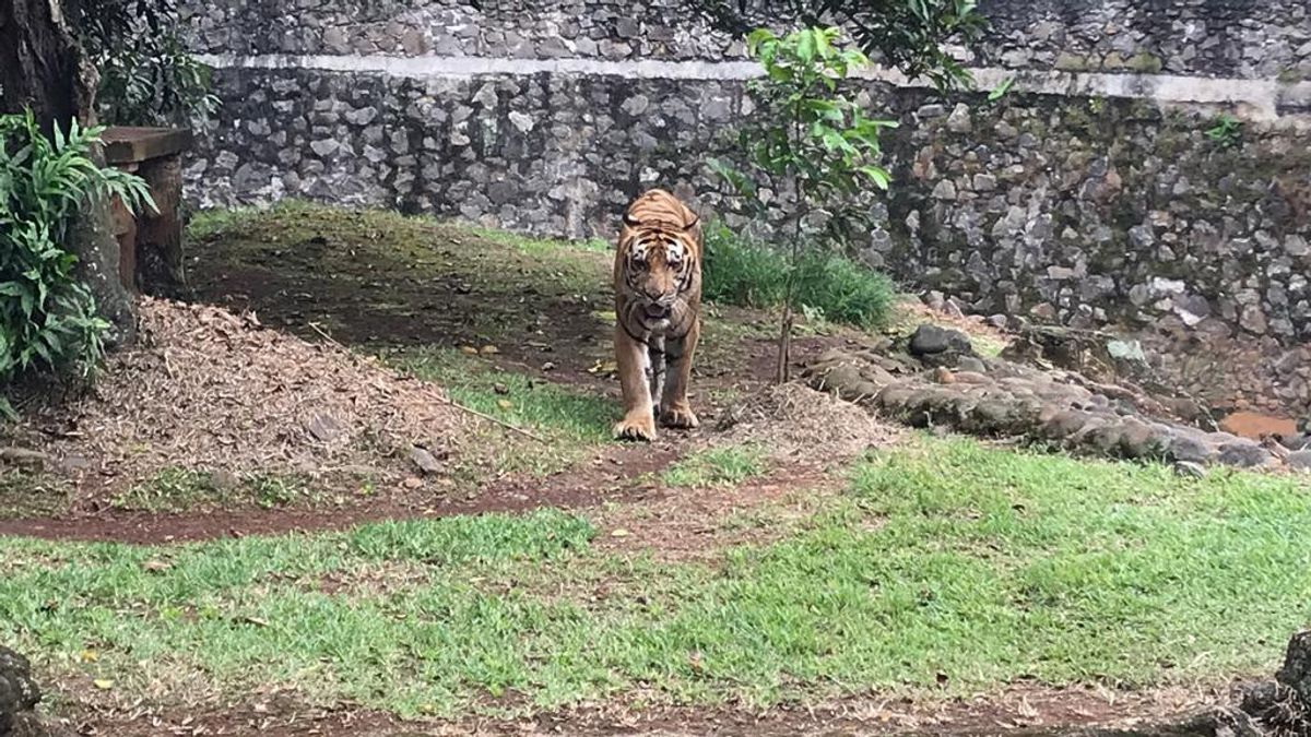 Punya Kelainan Fisik Sejak Kecil, Kenapa Harimau Juve di Ragunan Tak Dioperasi?
