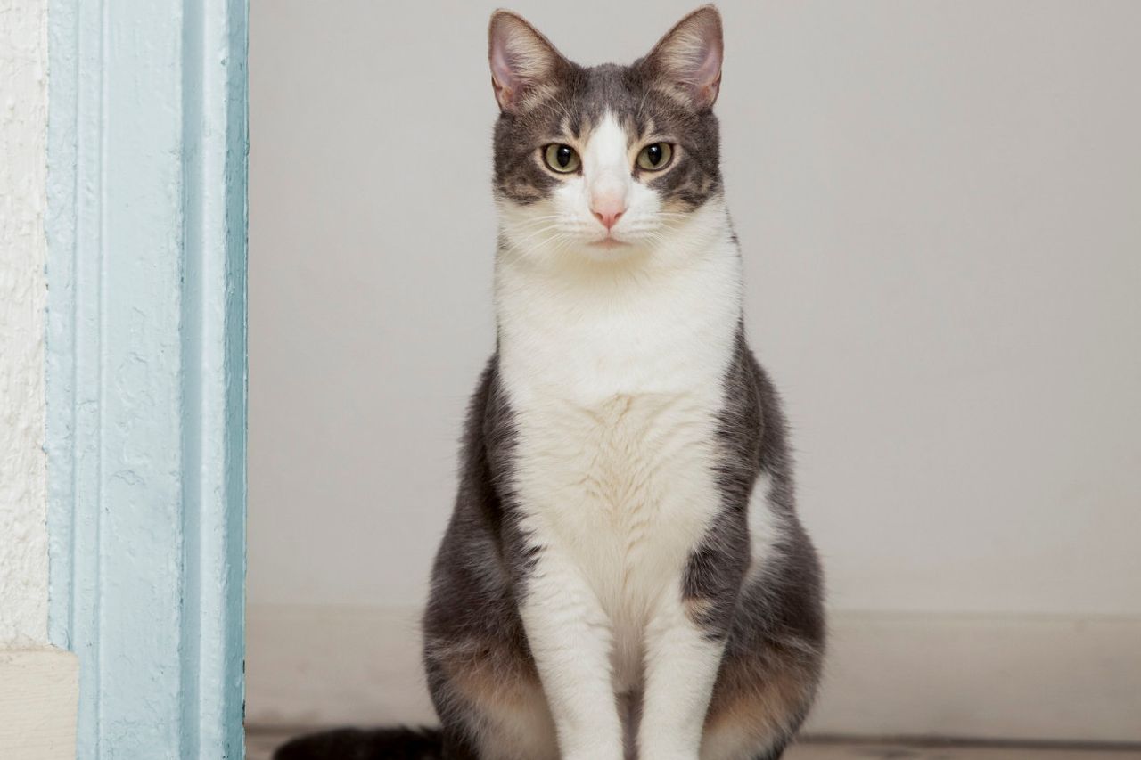 Gatos tuxedo: quando os patudos usam smoking