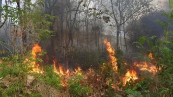 Hot Spots Appear, Central Kalimantan Stands Up to Anticipate Forest Fires
