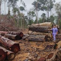 Kemenhut Selidiki Indikasi Pencucian Kayu Ilegal Pemegang PHAT di Sumut