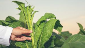 What Leaves Can Pesticides Make? Use These Leaves