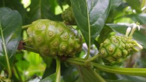 Jarang Diketahui, Ini Manfaat Buah Mengkudu untuk Kesehatan Tubuh