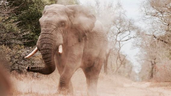 Rentetan Konflik Gajah-Manusia di Malaysia, Diskusi Digelar Cegah Insiden Terulang