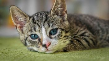 How to Remove Mold on Cats Naturally and Effectively at Home