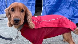Menjaga Anjing Pelacak yang Kerja Keras Cari Korban Gempa Turki Tetap Kondisi Prima